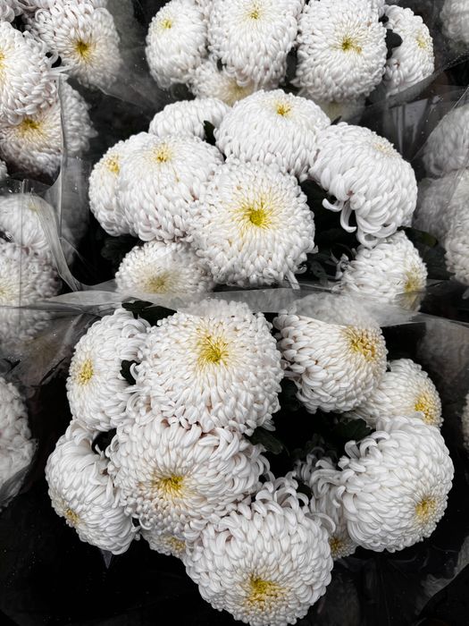 Chryzantemy cięte duże kule Warszawa różne kolory prosto od producenta