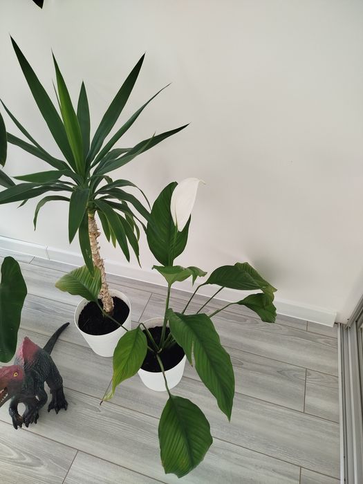 Кімнатні рослини, вазони