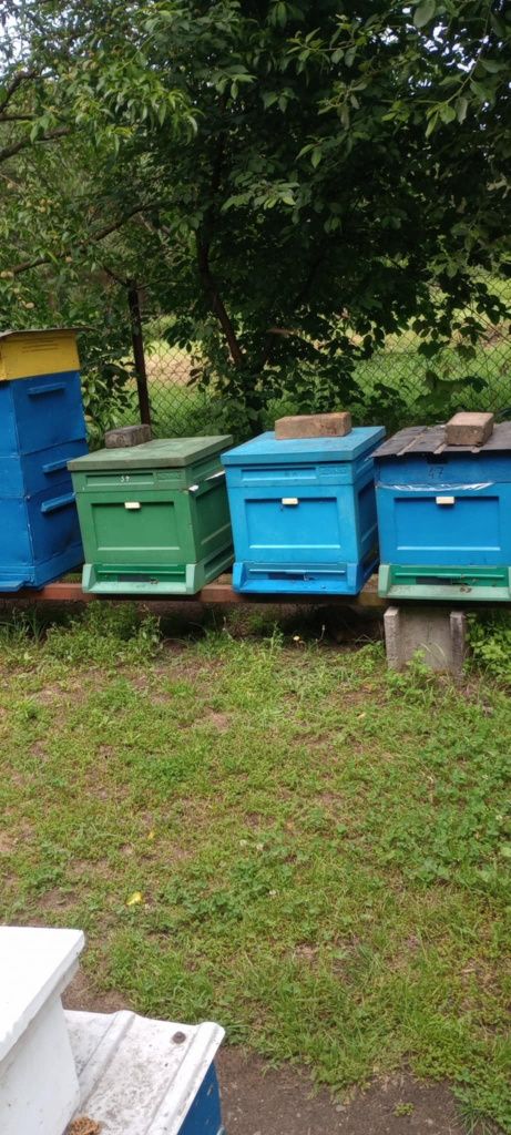 Odkłady pszczele z młodą matką 2025