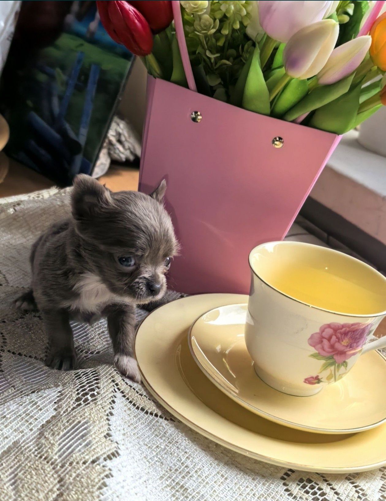 Chihuahua.Gotowe do odbioru.Piękne niebieskie i liliowe szczeniaki.