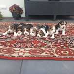 Piękna Suczka Beagle Tricolor czysta rasa