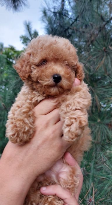 Продаються элитные малыши Мальтипу f2