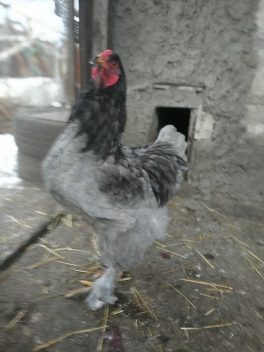 Інкубаційне яйце чистокровних курей породи Брама Блакитна.