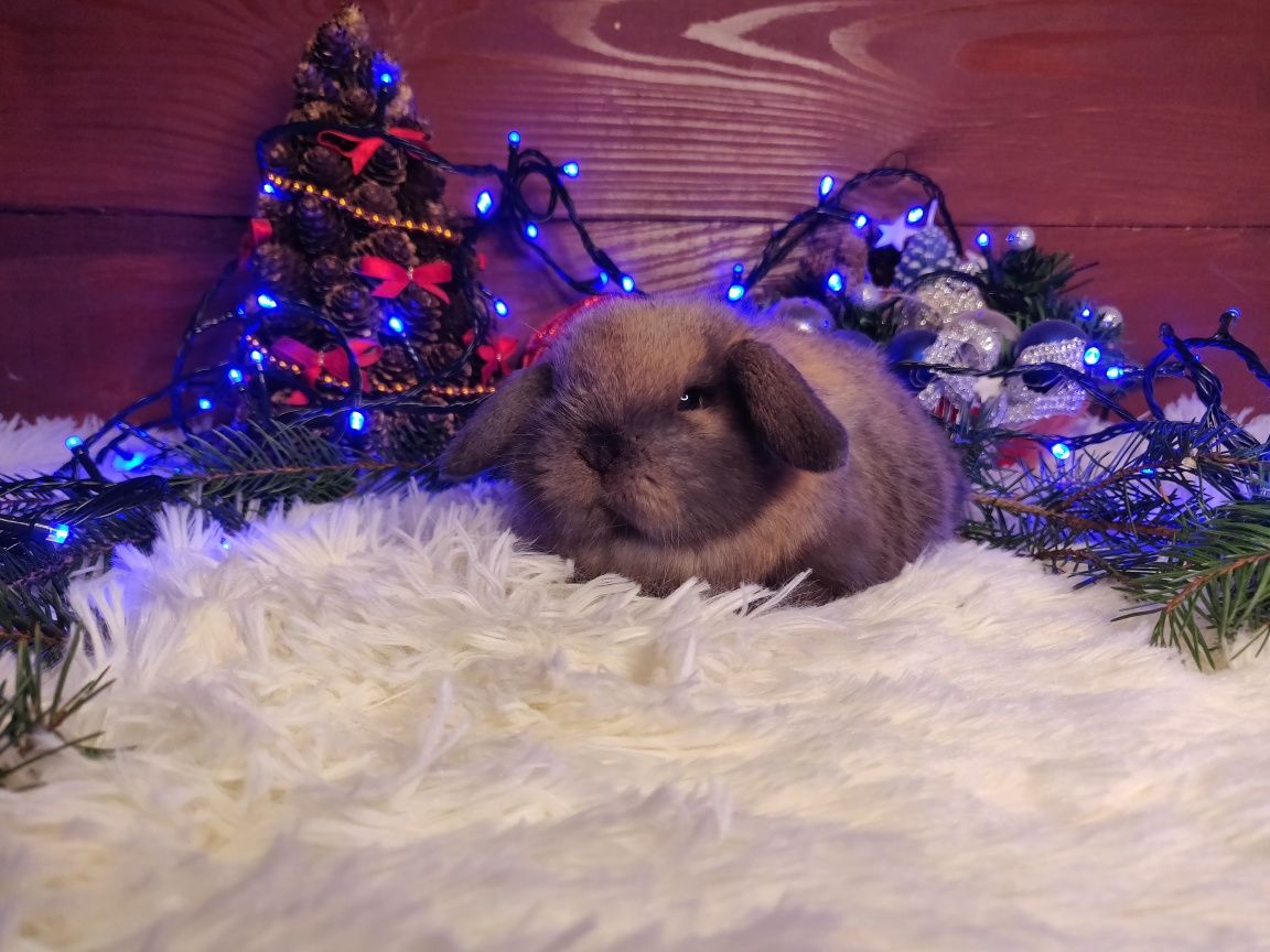 Piękne króliczki Mini Lop.