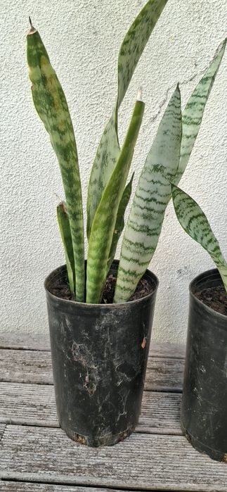 Par de plantas espetada sao jorge