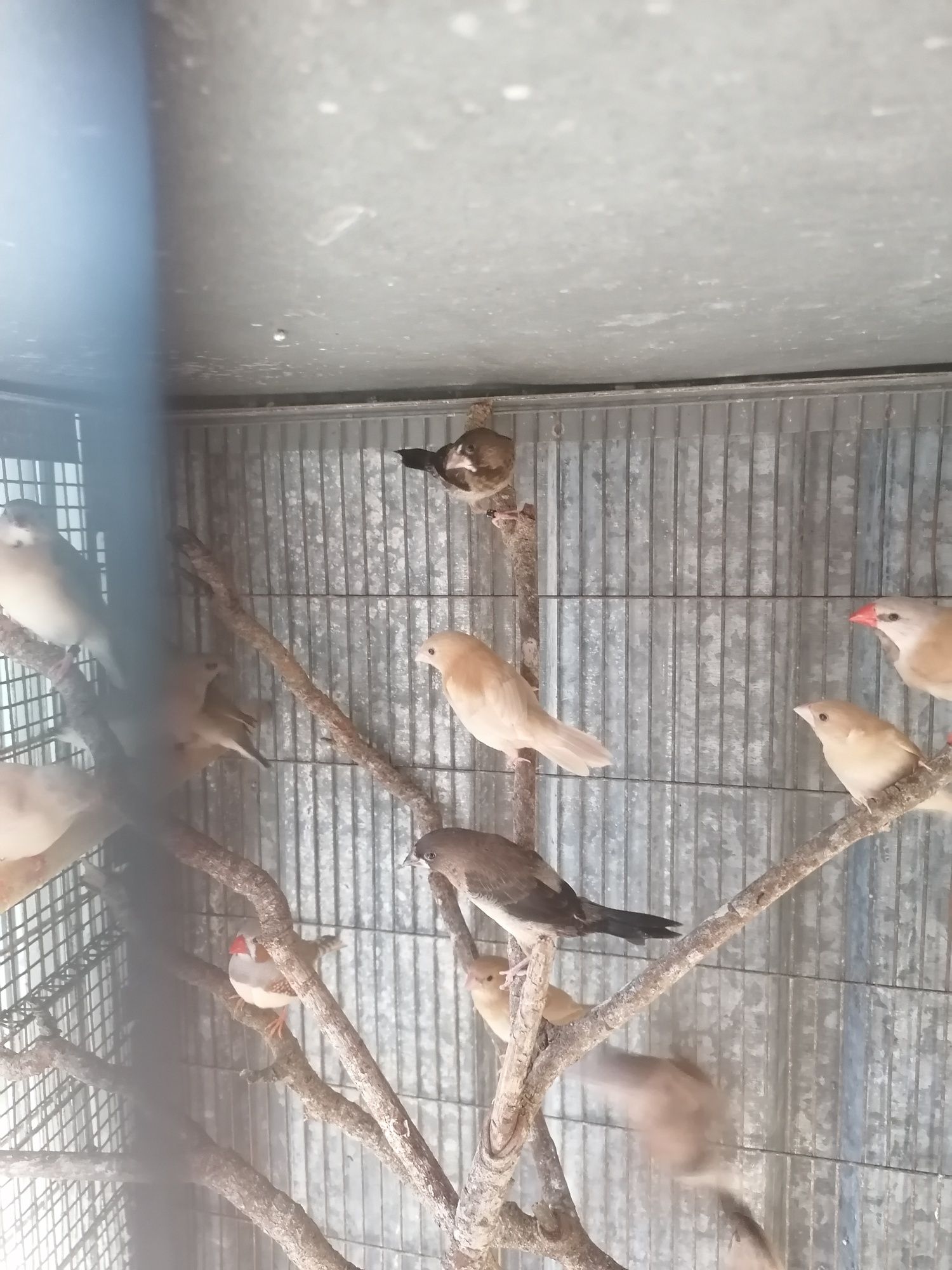 Caturas personatas bengalins e personatas para criar a mão.