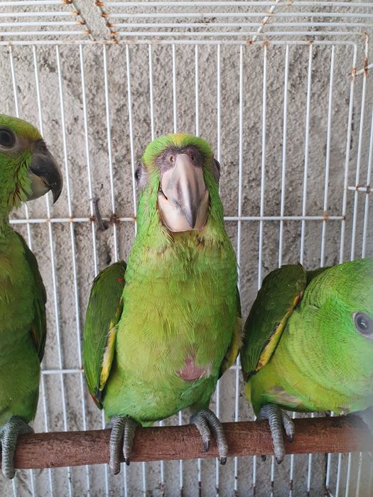 Papagaio auropalliata macho