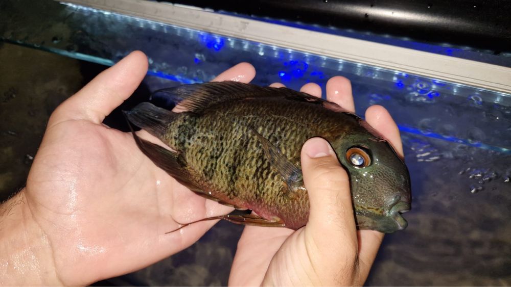 Heros severum rotkeil