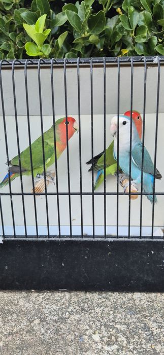 Agapornis roseicollis longfeather