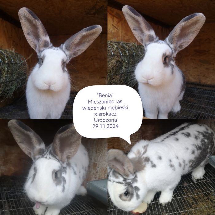 Kuna wielka, Wiedeński niebieski, mieszańce, króliki