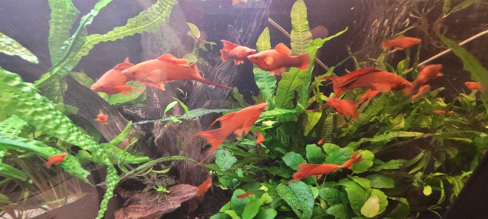 Mikrozorium oskrzydlone, mikrozorium skrzydlate