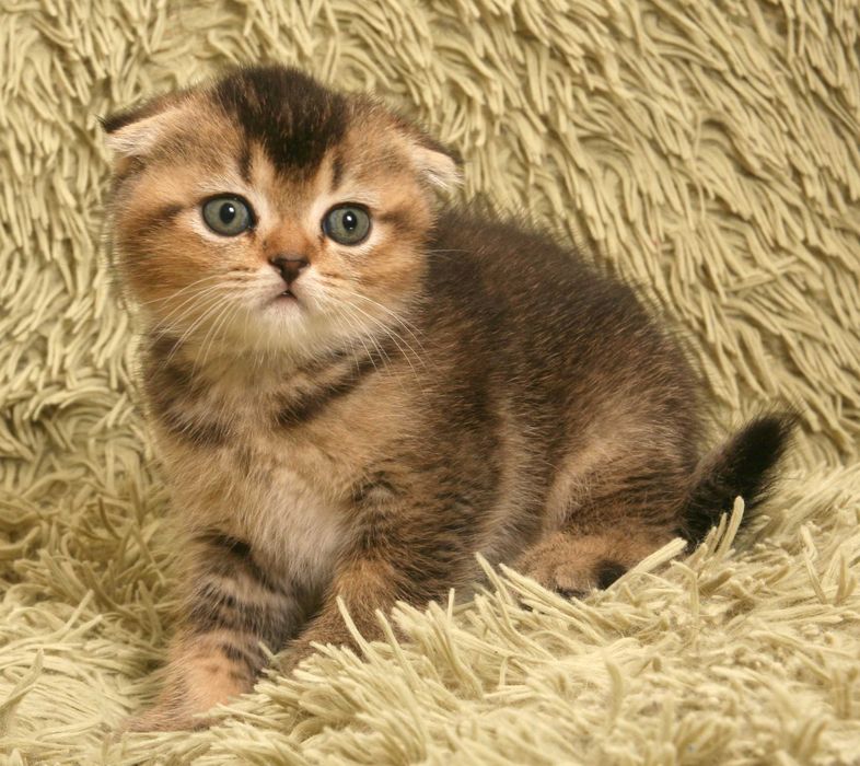 Шотландські кошенята окрас шиншила бронювання