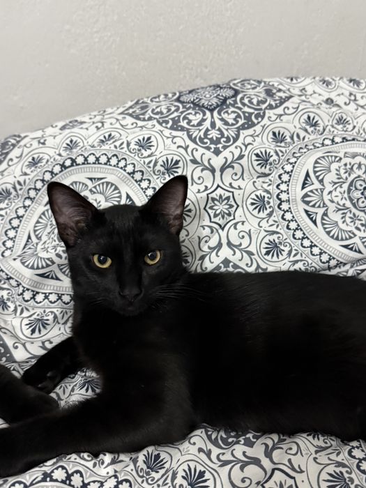 Gatos para adoção