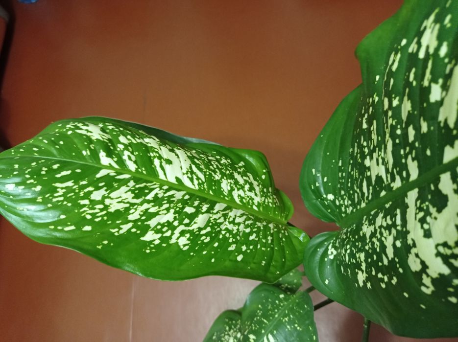 Дифенбахия пятнистая