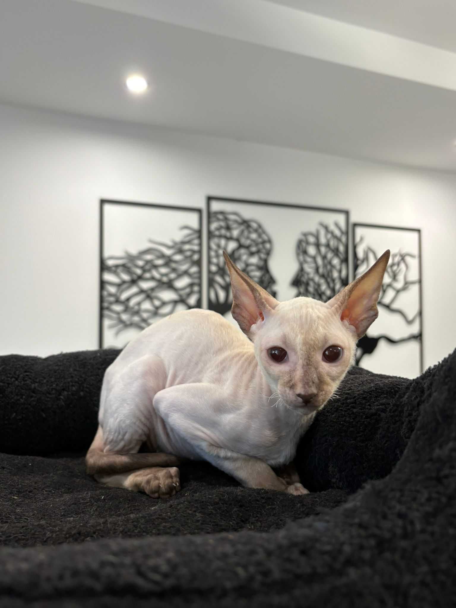 CORNISH REX - Dostępna kotka o imieniu VIKTORIA Hodowla: MatiMalwa*PL