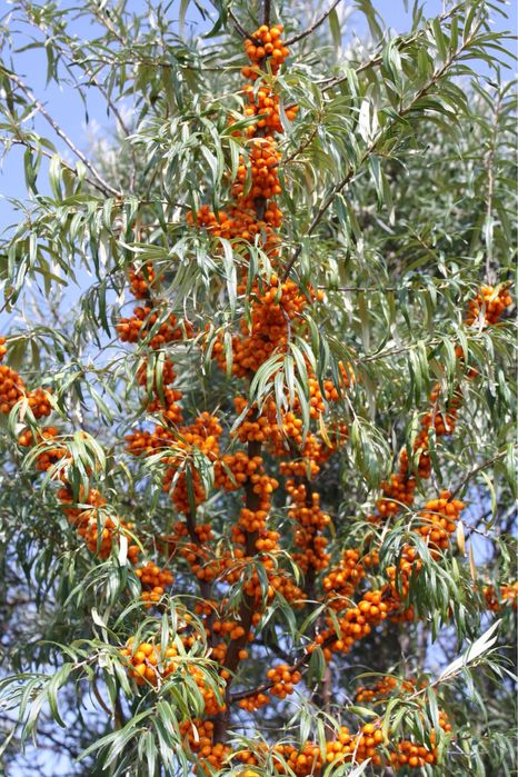 Саджанці обліпихи — якісні саджанці, доставка по Україні
