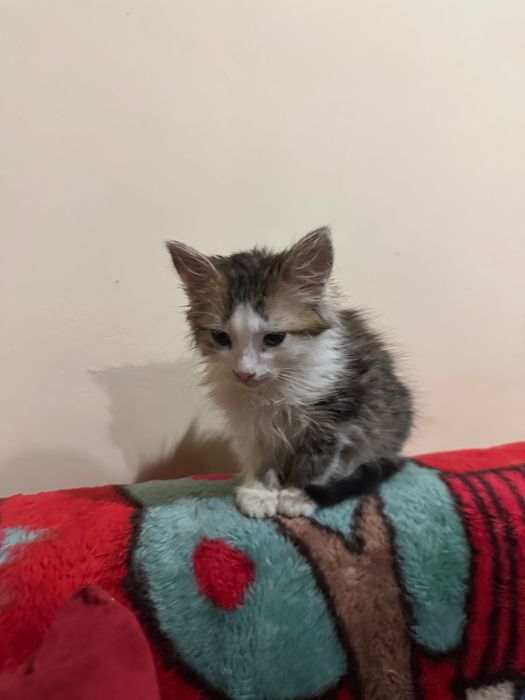 Маленькая кошечка, котенок , 1,5 мес, ищет дом! Котята отдам