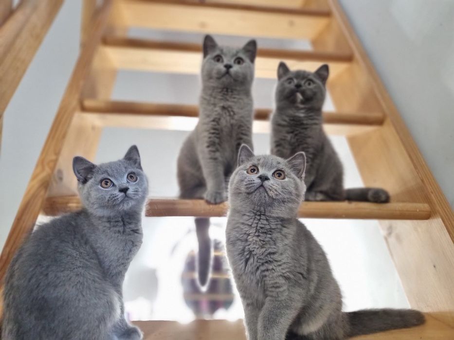 Kot brytyjski niebieski szylkret