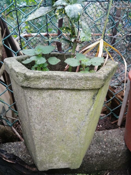 Planta Costela de Adão floreira antiga