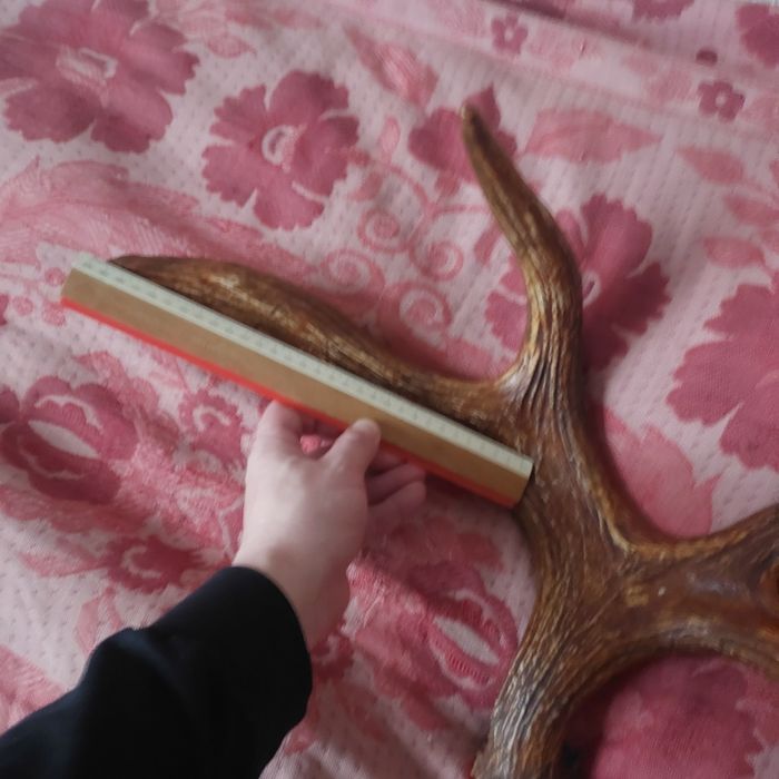 Рога оленя в гарному стані