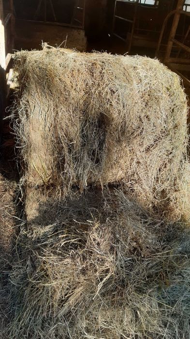 Sianokiszonka z traw ekologiczna