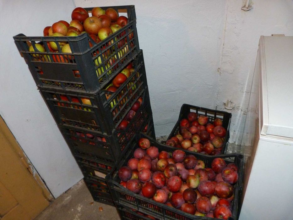 Jabłka zimowe z sadu RÓŻNE ŚLĄSK