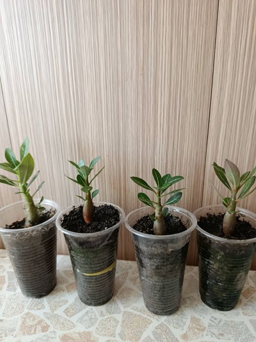 Аденіум, вирощенний з насіння