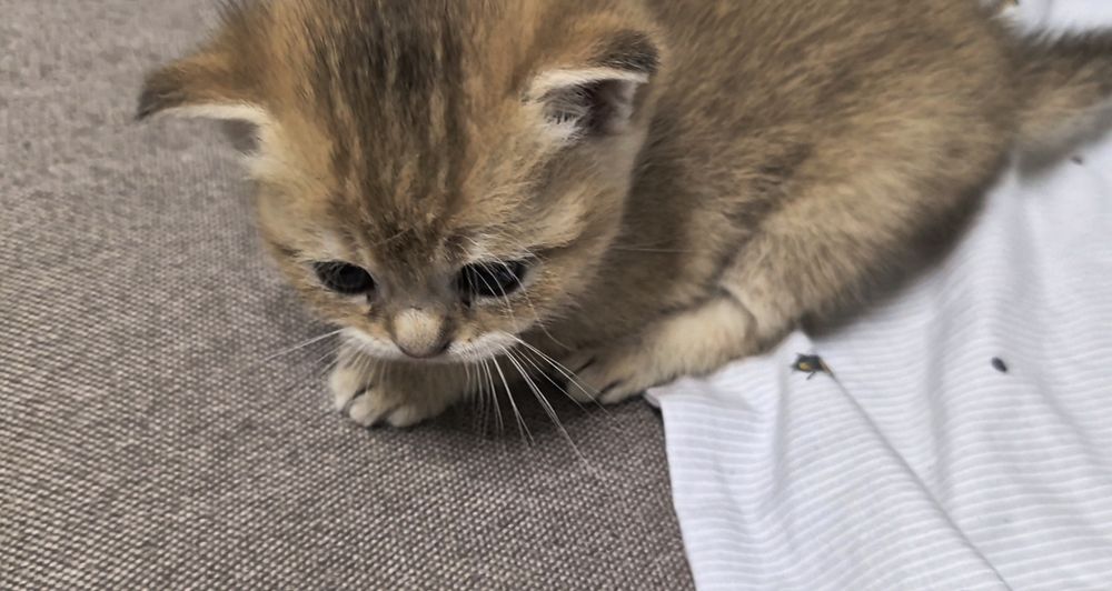 Котята шотландские вислоухие и прямоухие, девочки и мальчик