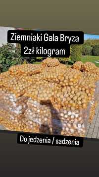 Ziemniaki jadalne / sadzeniaki  2zł kilogram Jonkowo od rolnika
