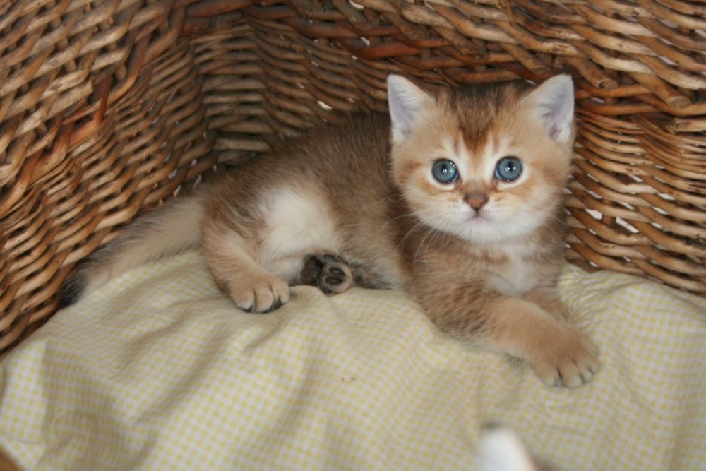 Шиншилятко з розумними очима