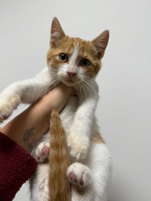 Кошенята в добрі руки, Безкоштовно