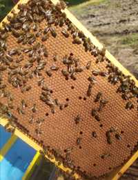 Matki pszczele, Odkłady, Pszczoły 2024