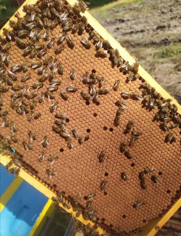Rodziny Pszczele, Matki pszczele, Odkłady, Pszczoły 2023