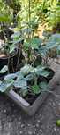 Vendo plantas phisalis