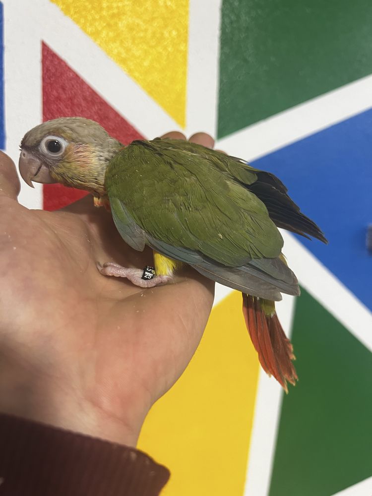 Pyrrhuras domesticadas