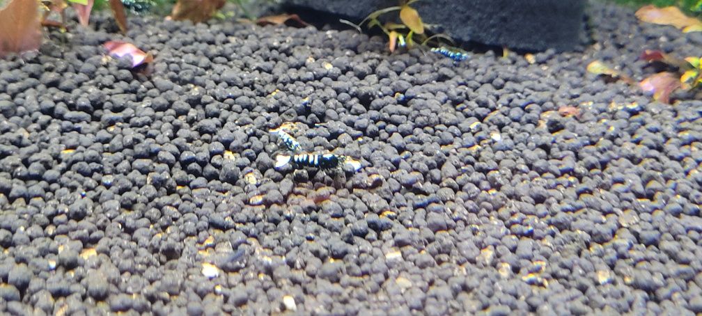 Caridina Pinto  Galaxy Fishbon Boa