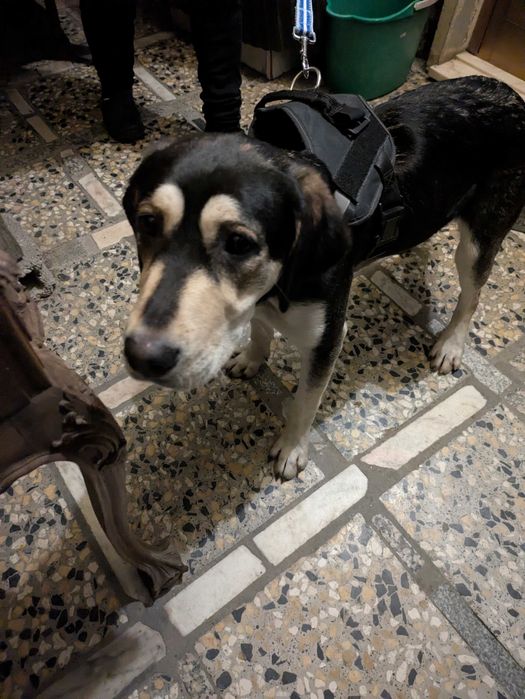 Cachorra jovem para adoção responsável