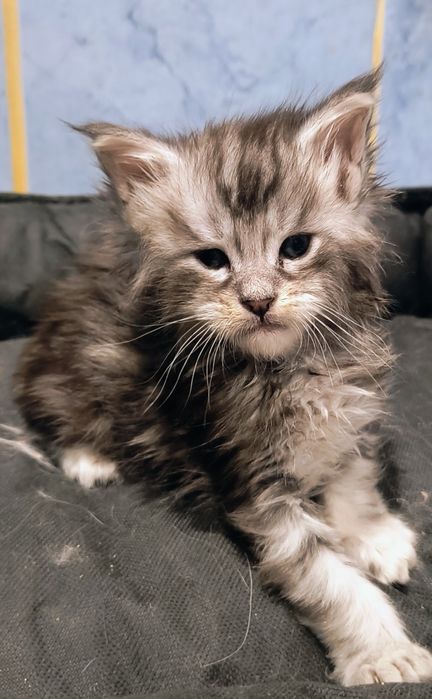 Maine coon-kocurek