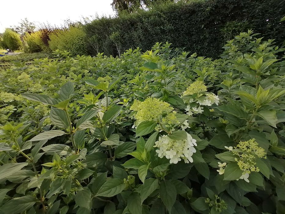 Hortensja bukietowa w odmianach C2