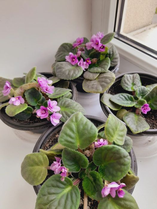 Фіалка ніжно фіолетова, рясно квітує.