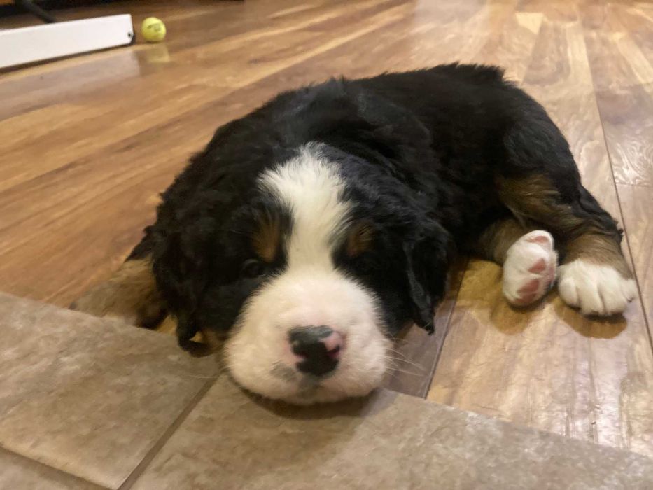 Berneński Pies Pasterski - RAMBO - samiec - Johnikowo