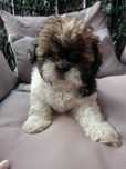 Suczka shih tzu tricolor