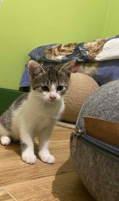 Kotki rodzeństwo szuka domu