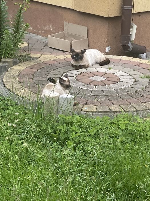 Сіамські котики від чистокровних батьків.