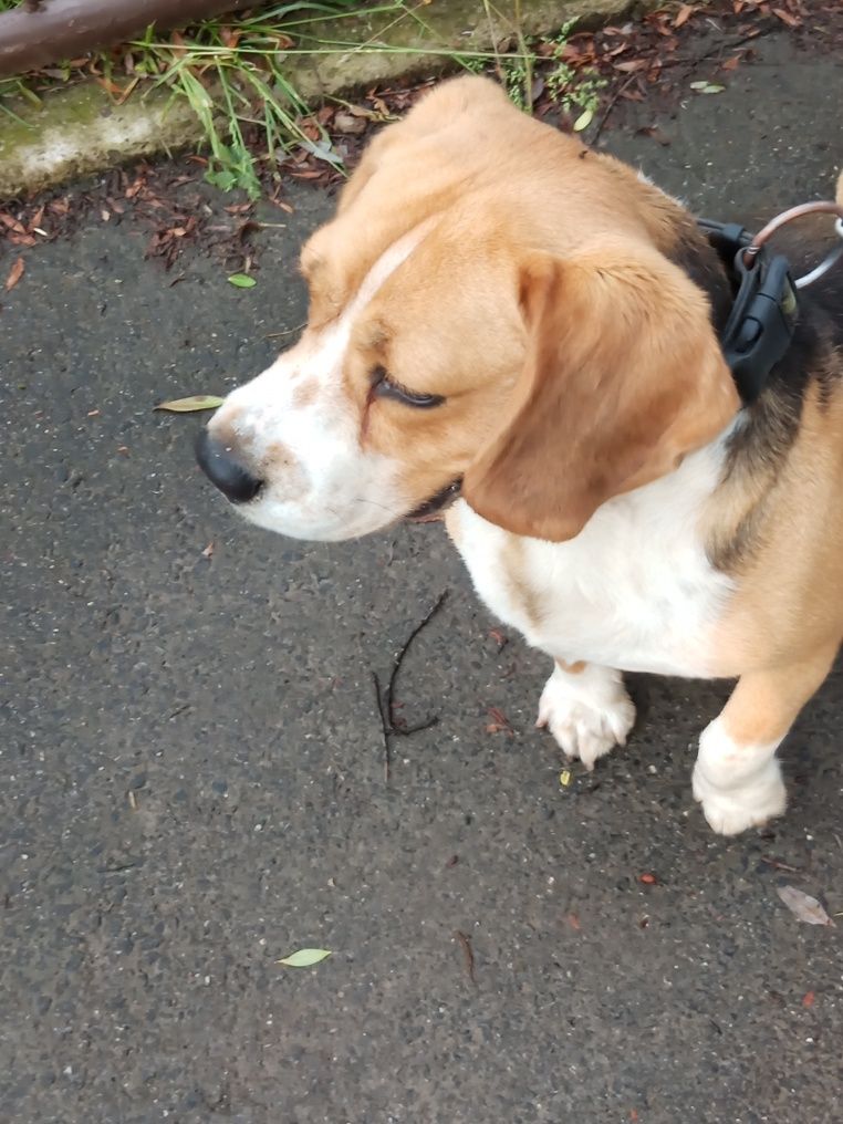 Hektor 4lata beagle oddam w dobre ręce