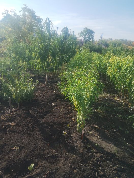 Саджанці персика і абрикоса