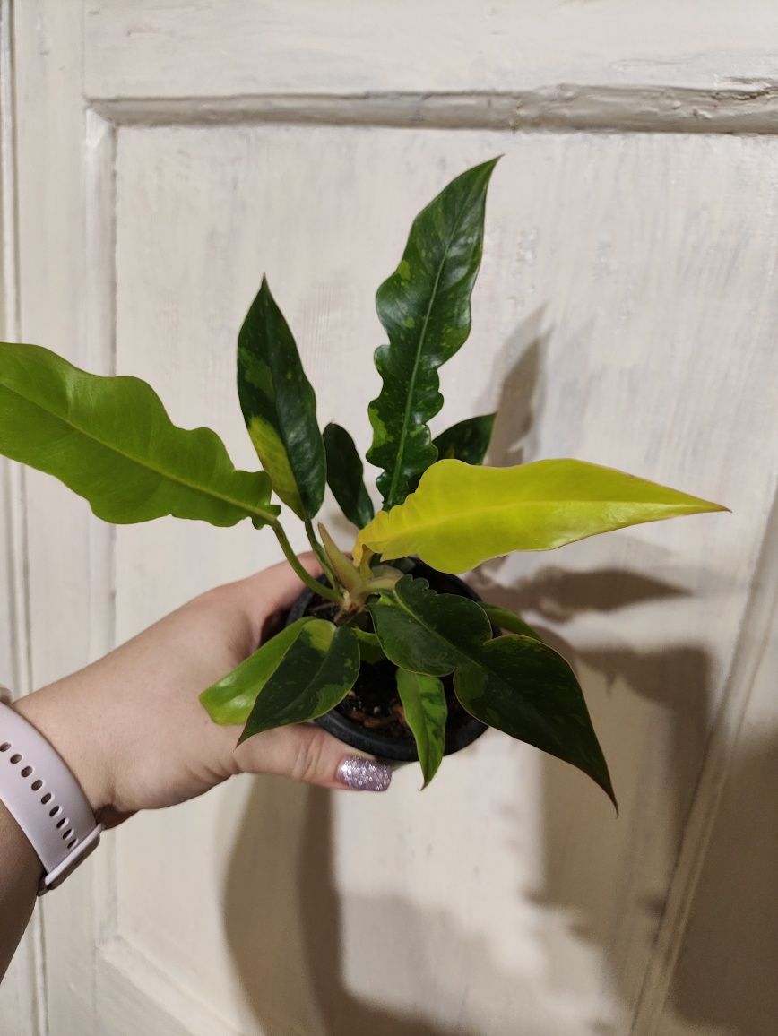 Philodendron ring of fire var mutation
