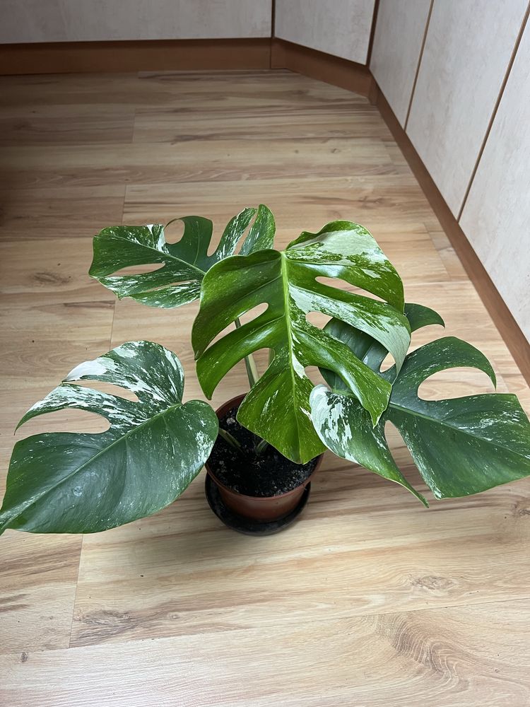 Monstera wariegata