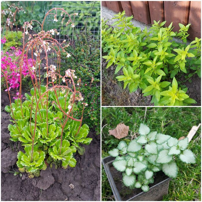 Квіти садові різних видів