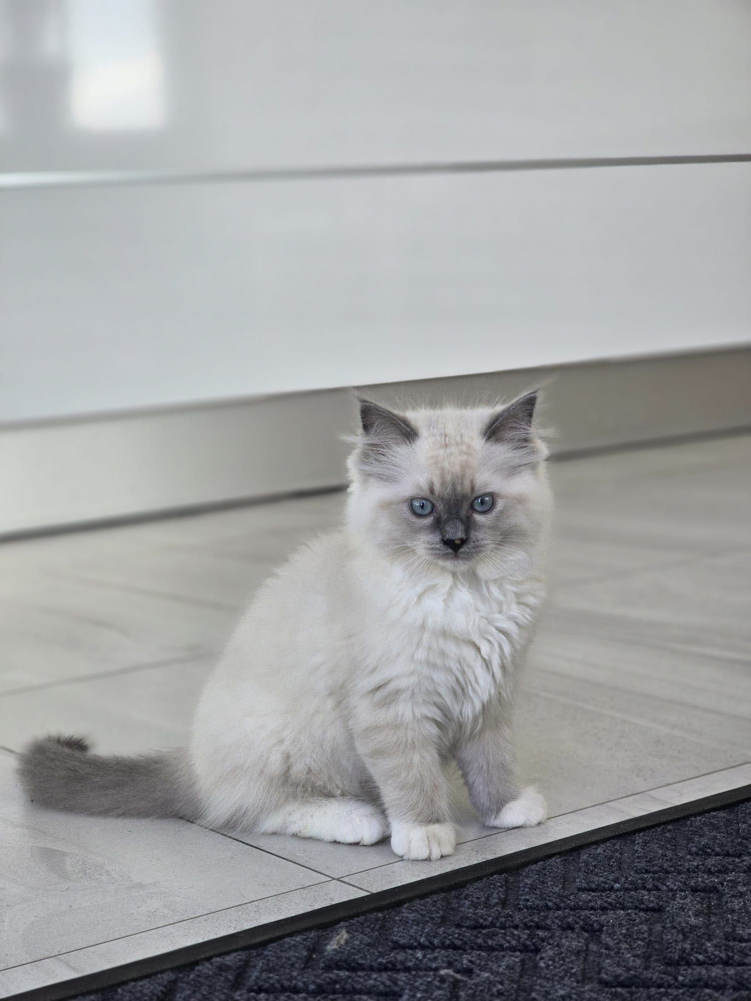 Cudowna kotka ragdoll a 04